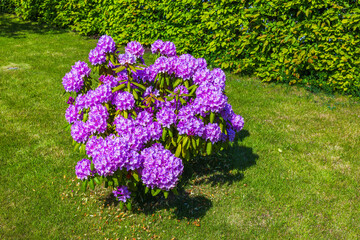 Enchanting scene of vibrant purple rhododendrons in full bloom, gracing the garden with their captivating colors. Sweden.