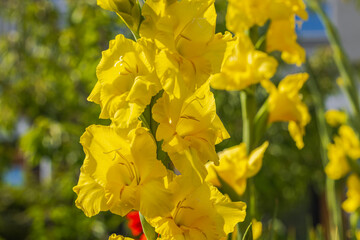 Obraz premium Macro view of blooming yellow gladiolus flowers in the garden.