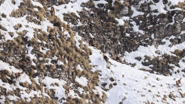 Apennine chamois( (Rupicapra pyrenaica ornata) in the Sibillini mountains in Italy.
