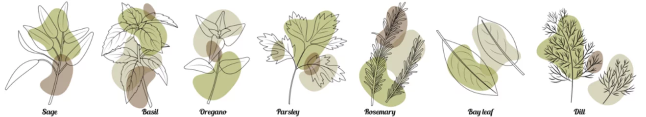 Poster Kitchen Herbs set isolated  in hand drawn outline style with transparent abstract shapes. Such as dill, oregano, rosemary, parsley, basil, bay leaf, oregano, sage. Food spices illustration. © Alexandra