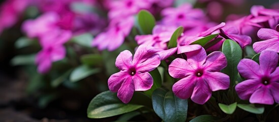 Dark rose-colored flower with white center, known as Catharanthus roseus or cape periwinkle from Madagascar, also referred to as graveyard plant or old maid, commonly seen in flower wallpaper.