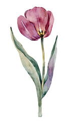 Pink tulip , watercolor illustration.