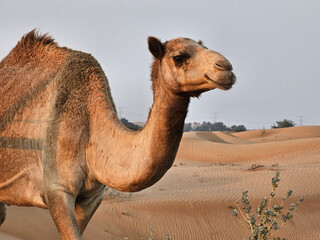 Camel head with desert natural beautiful images isolated Nice background display colorful beauty...