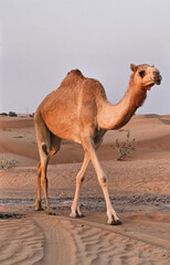Camel head with desert natural beautiful images isolated Nice background display colorful beauty...