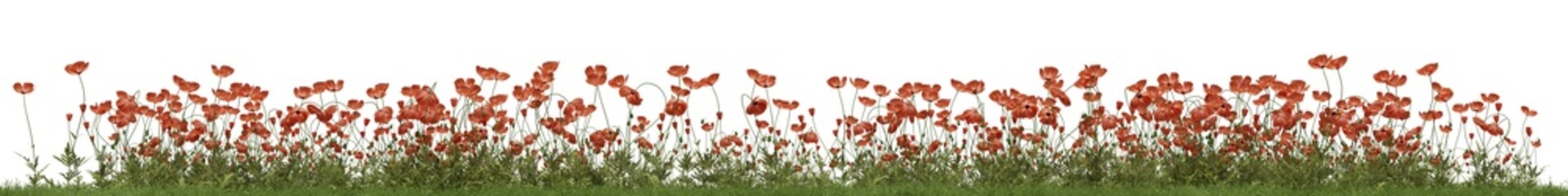 Evergreen Red poppy flower and grass field in nature, Flowres on garden in springtime, Forest isolated on transparent background - PNG file, 3D rendering illustration for create and design or etc