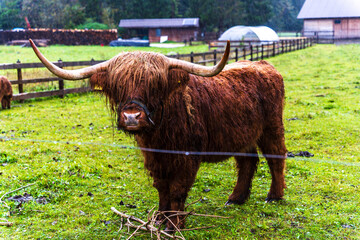 Highland cow with long hair,  Kranjska Gora, julian alps. Slovenia, Central Europe,