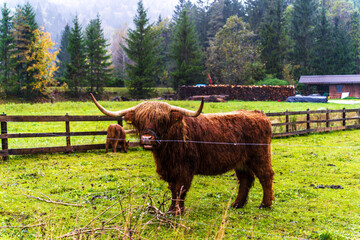 Highland cow with long hair,  Kranjska Gora, julian alps. Slovenia, Central Europe,