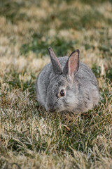 Little Gray California Baby Bunny Rabbit in Grass Yard