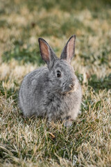 Little Gray California Baby Bunny Rabbit in Grass Yard