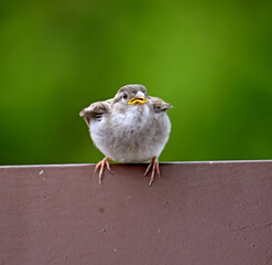 Vogel