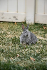 Cali Gray Baby Bunny