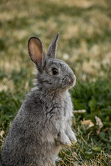 Adorable Tiny Head Standing on Legs Cali Gray Baby Bunny
