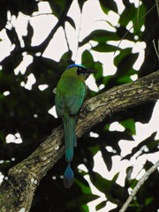 Obraz premium Aves de sol