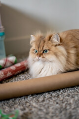 The Cutest Long Haired Orange Cat Wrapping Presents Paper Tape