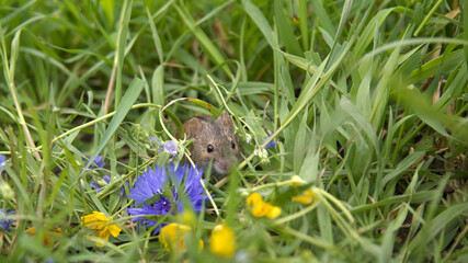 Mouse on a Green background   mouse  between flowers. Field mouse at spring meadow.