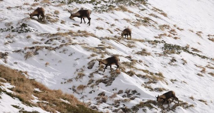 Apennine chamois( (Rupicapra pyrenaica ornata) in the Sibillini mountains in Italy.
