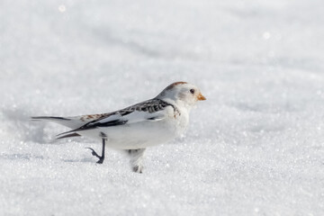 Closeup of male Snow Bunting running in snow