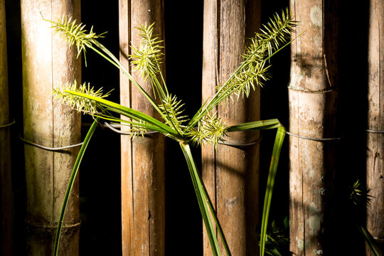 Capim, cerda de bambu seco com fundo preto. 