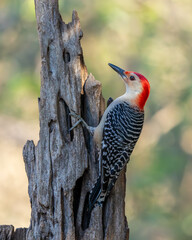 Red-bellied Woodpecker