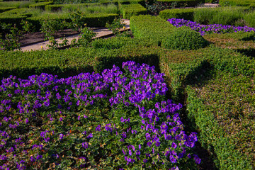 Purple flowers blooming at the Rosenborg Castle Gardens (Danish: Kongens Have) in Copenhagen, Denmark. It is the oldest and most visited park in the very center of the Danish capital.