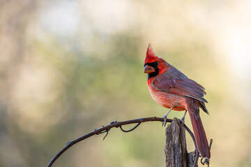cardinal on a branch