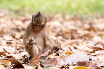 Young long tailed macaque looking for insects to eat