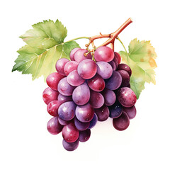 Fototapeta premium image of a grapes with an artistic watercolour style, isolated white background created with Generative Ai
