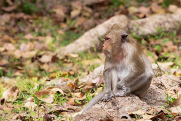 Crab eating macaque or long tailed macaque in the wild