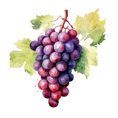 Fototapeta premium image of a grapes with an artistic watercolour style, isolated white background created with Generative Ai