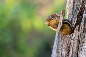 Chipmunk