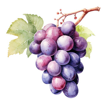 image of a grapes with an artistic watercolour style, isolated white background created with Generative Ai