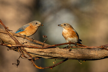 Bluebirds