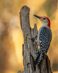 Red-bellied Woodpecker
