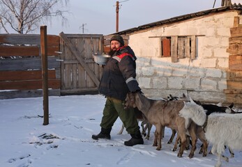 Farmer with Nubian goats in a paddock in winter