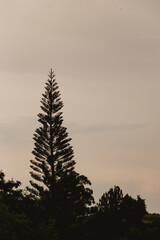 pine tree silhouette landscape at dusk