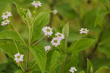 small lilac flowers on the bush
