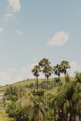 Obraz premium scenery of tropical palm trees on top of the mountain