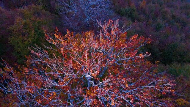 Beech forest in autumn around the Sanctuary of San Miguel de Excelsis in the Sierra de Aralar. Aerial view from a drone. Municipality of Uarte Arakil. Navarre. Spain. Europe