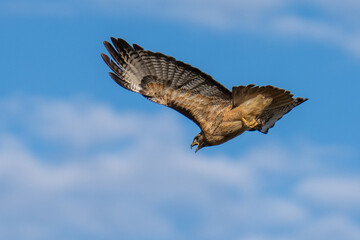 Red-tailed hawk flying in flight