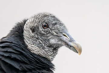 Condor raven portrait outdoors bird.