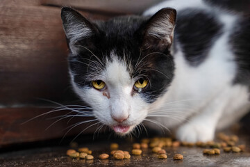 Stray cat eats food on the street and looks at the camera with yellow dirty eyes and a pink tongue sticking out of a black and white fur