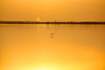 Obraz premium Birds fly over the lake, sunset reflection on the water