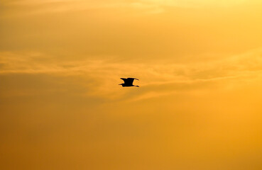 Black silhouette of a heron in the sunset sky