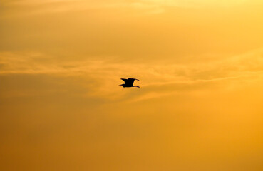 Fototapeta na wymiar Black silhouette of a heron in the sunset sky