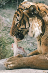 tiger food