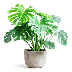 monstera plant on pot isolated