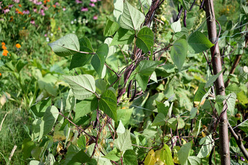 climbing bush of burgundy beans on a trellis, close-up