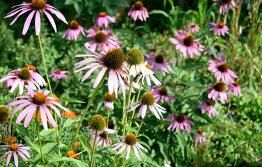 Echinacea flowers in the garden, close-up as a texture for background