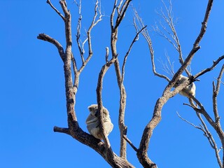 Koalas on branches taking a nap. Marsupial animals in the forest, Australia. Koala in a tree against a blue sky background.