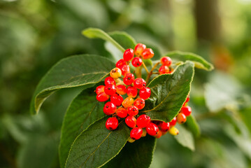 foliage and berries of viburnum glomeratum